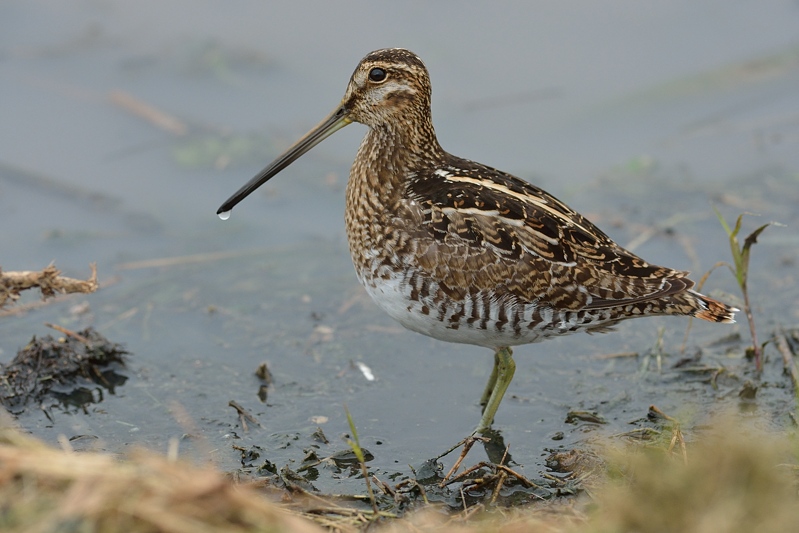 Amerikaanse Watersnip